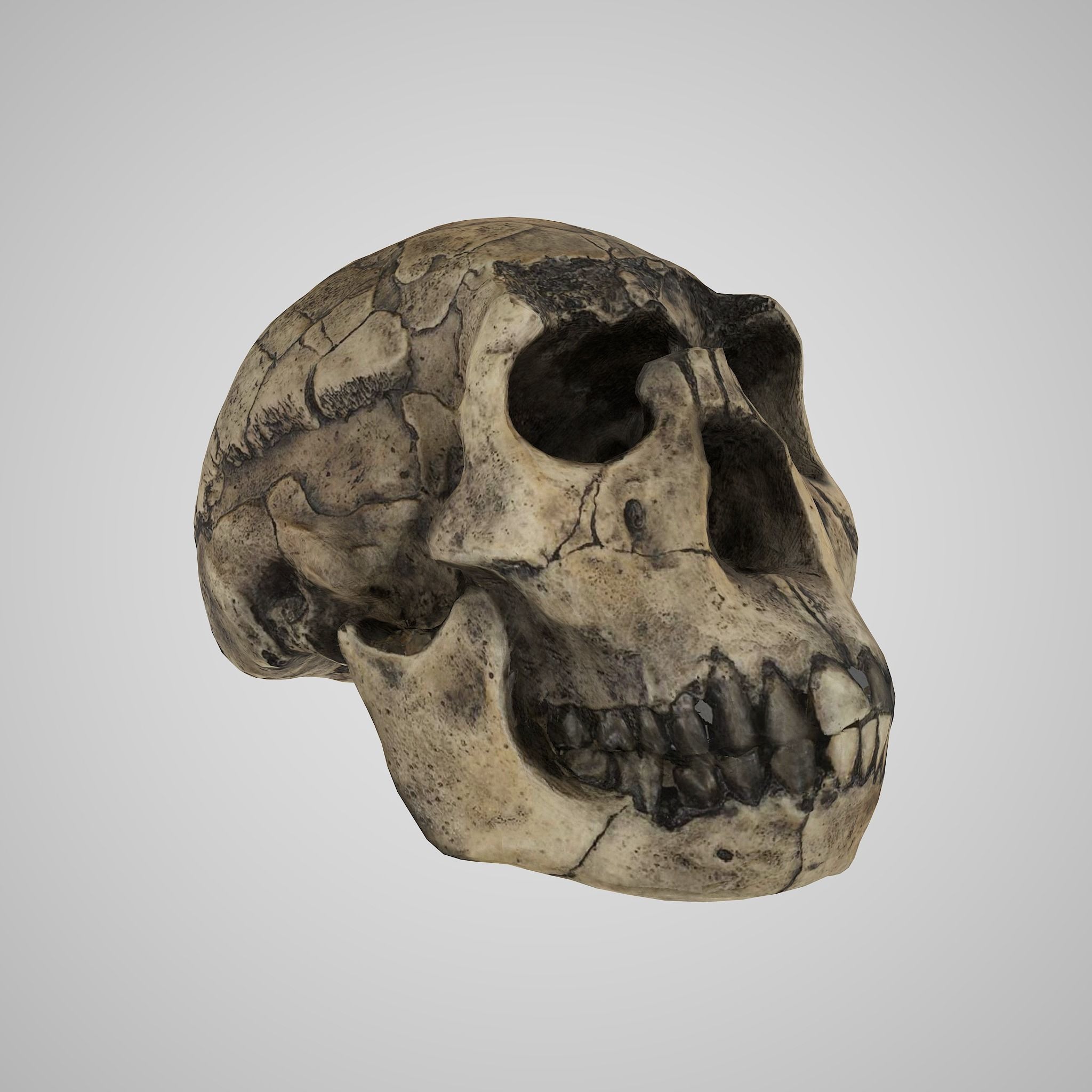 12 REAL-SCALE REPLICATIONS OF HUMAN SKULLS OF THE EVOLUVION   Low-poly 3D model_11