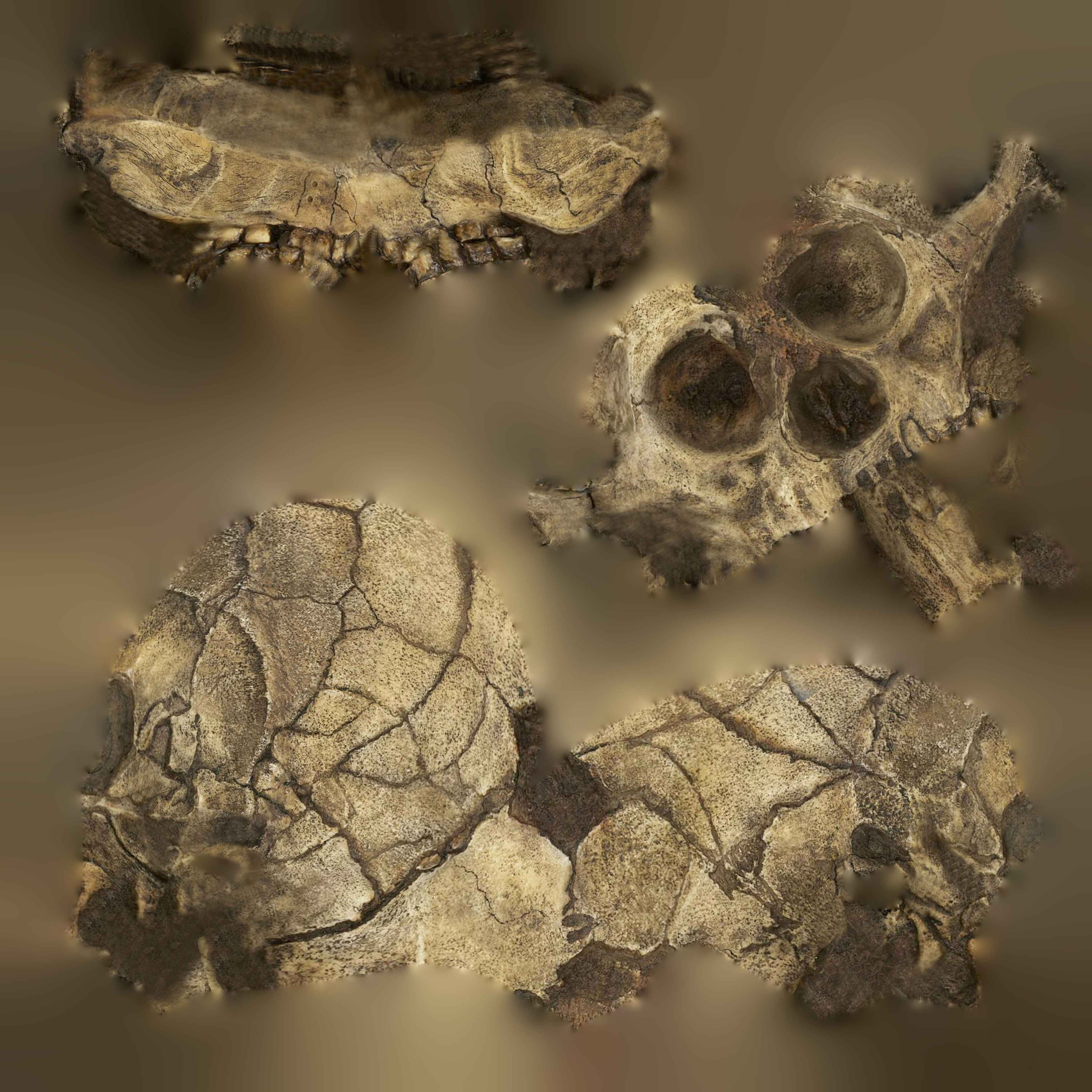 12 REAL-SCALE REPLICATIONS OF HUMAN SKULLS OF THE EVOLUVION   Low-poly 3D model_18