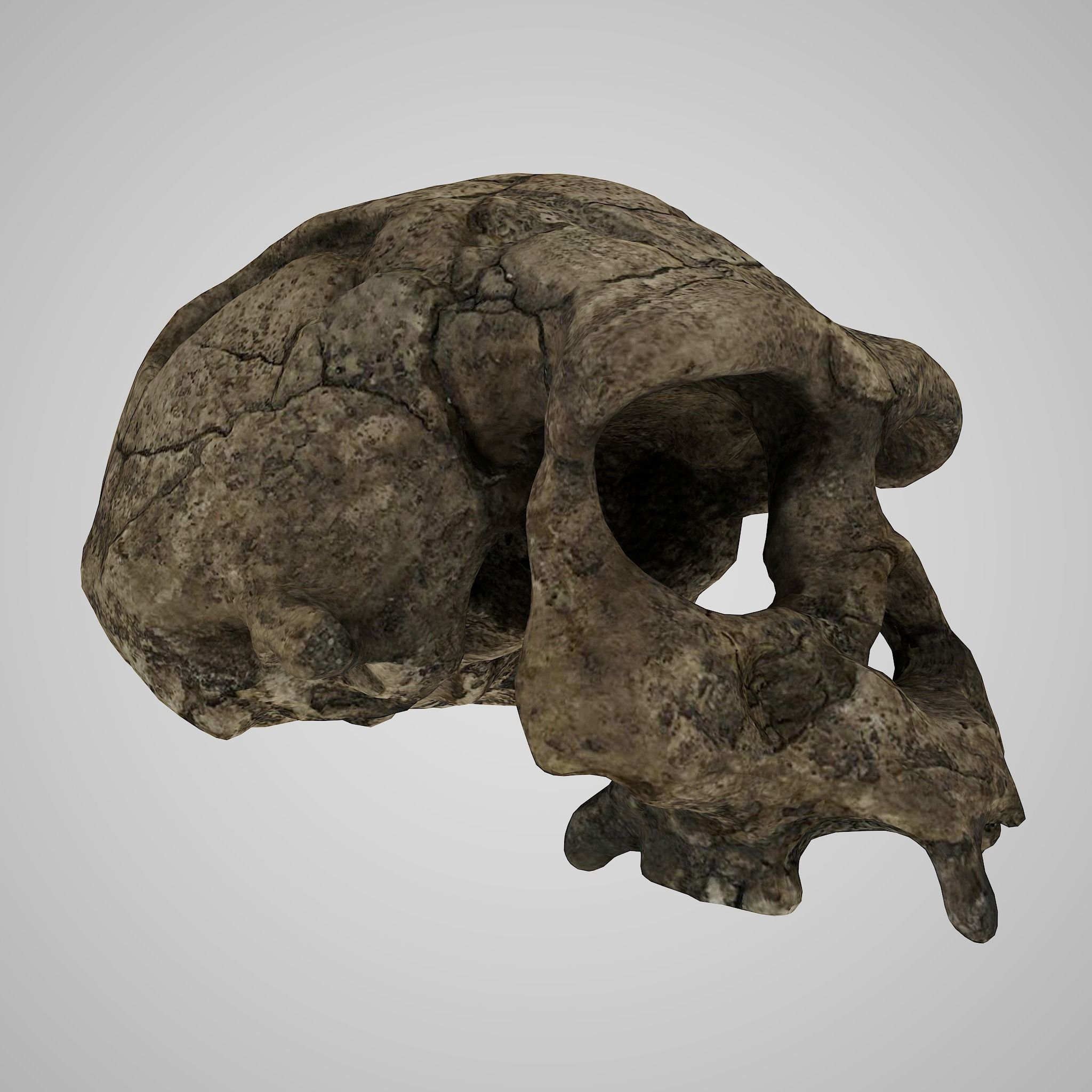 12 REAL-SCALE REPLICATIONS OF HUMAN SKULLS OF THE EVOLUVION   Low-poly 3D model_10