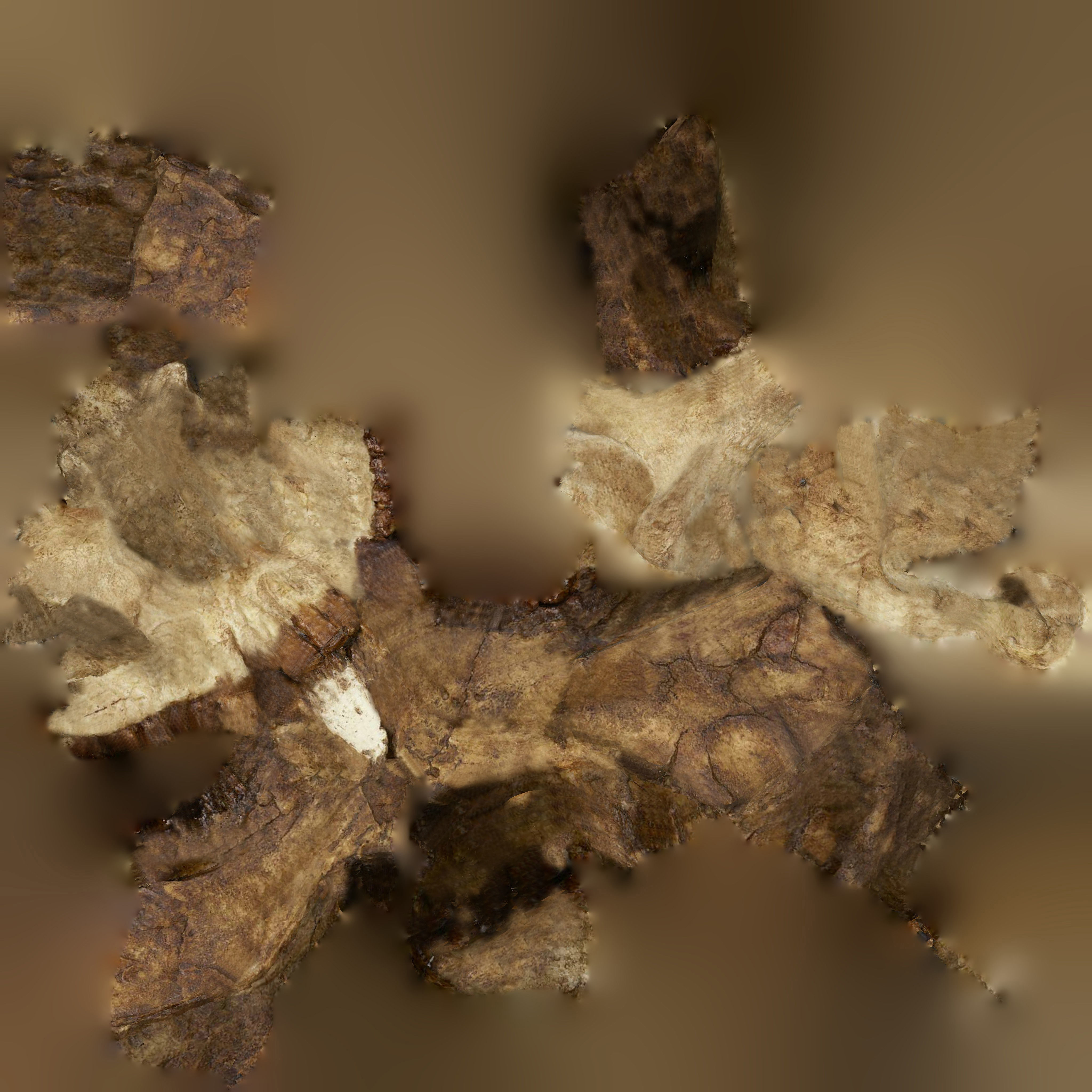 12 REAL-SCALE REPLICATIONS OF HUMAN SKULLS OF THE EVOLUVION   Low-poly 3D model_20