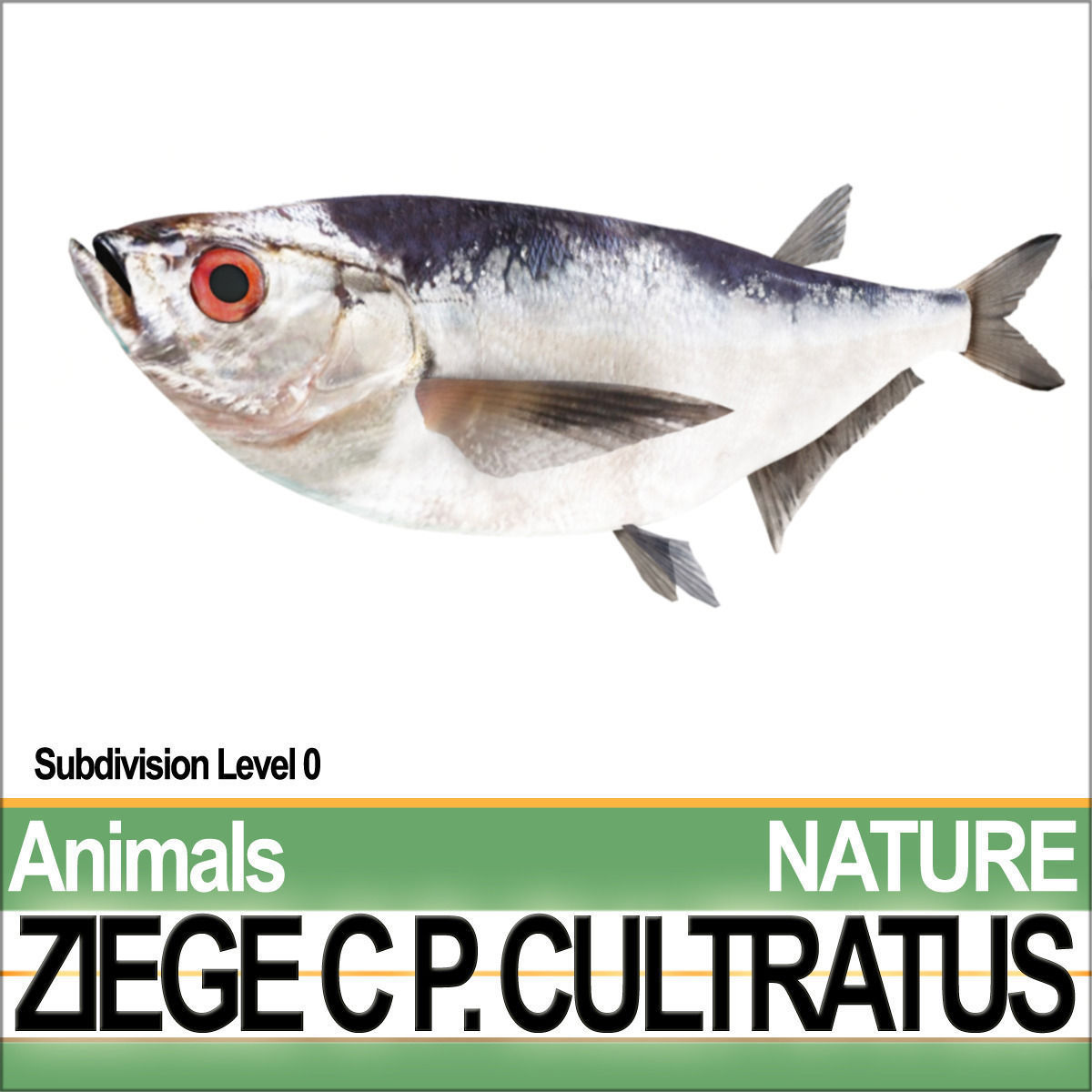 Ziege C zege cp cultivatus 3D model_2