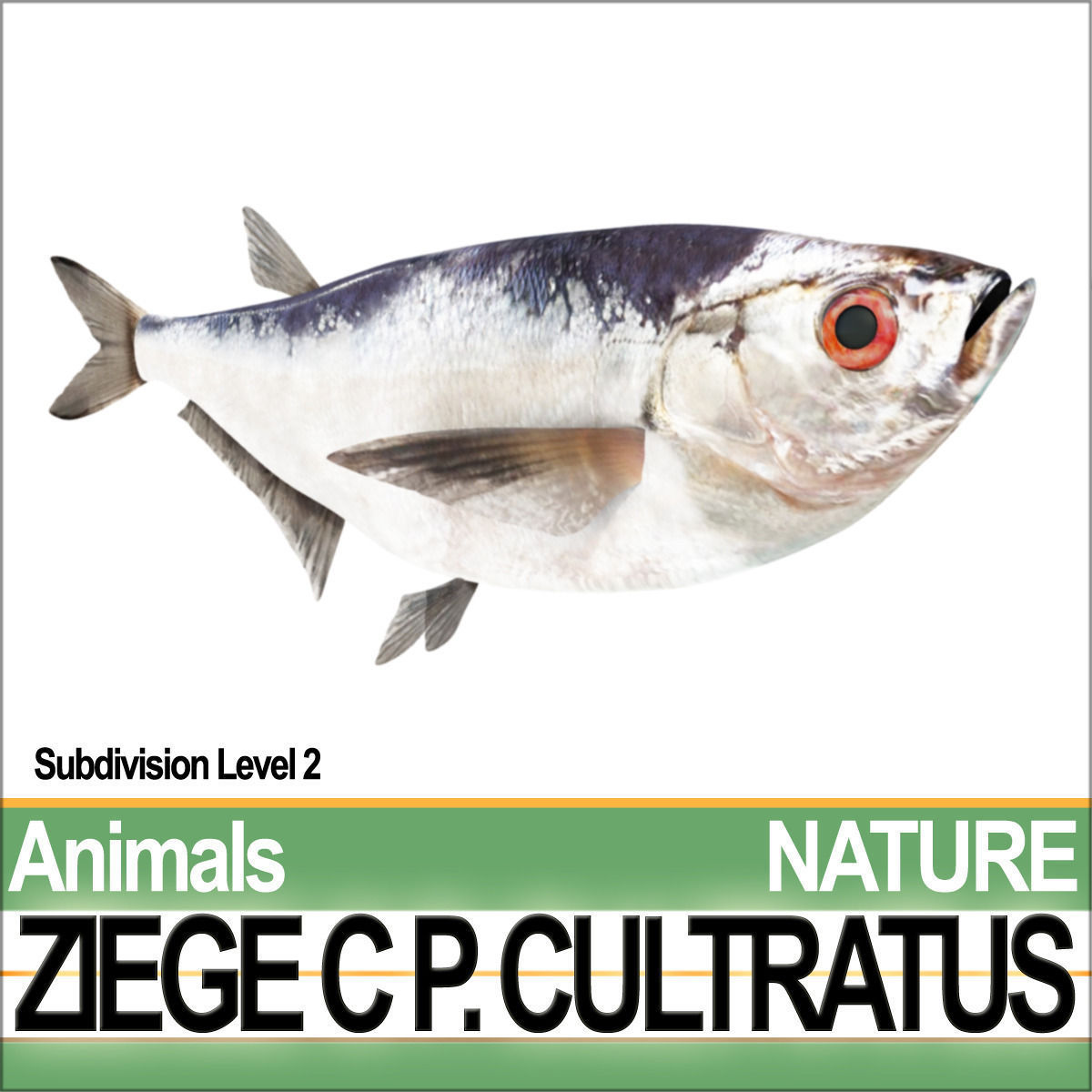 Ziege C zege cp cultivatus 3D model_1