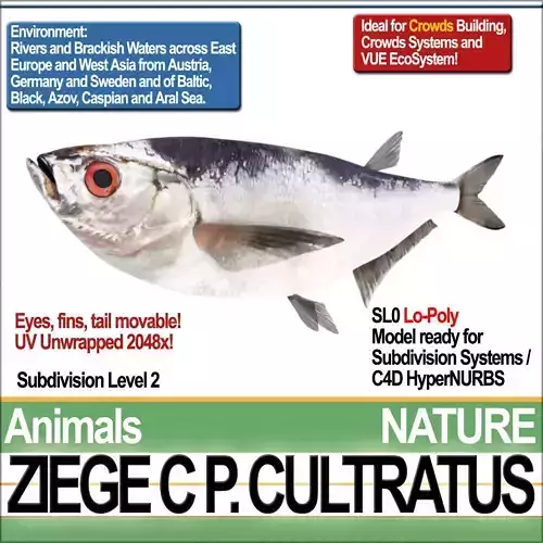 Ziege C zege cp cultivatus 3D model