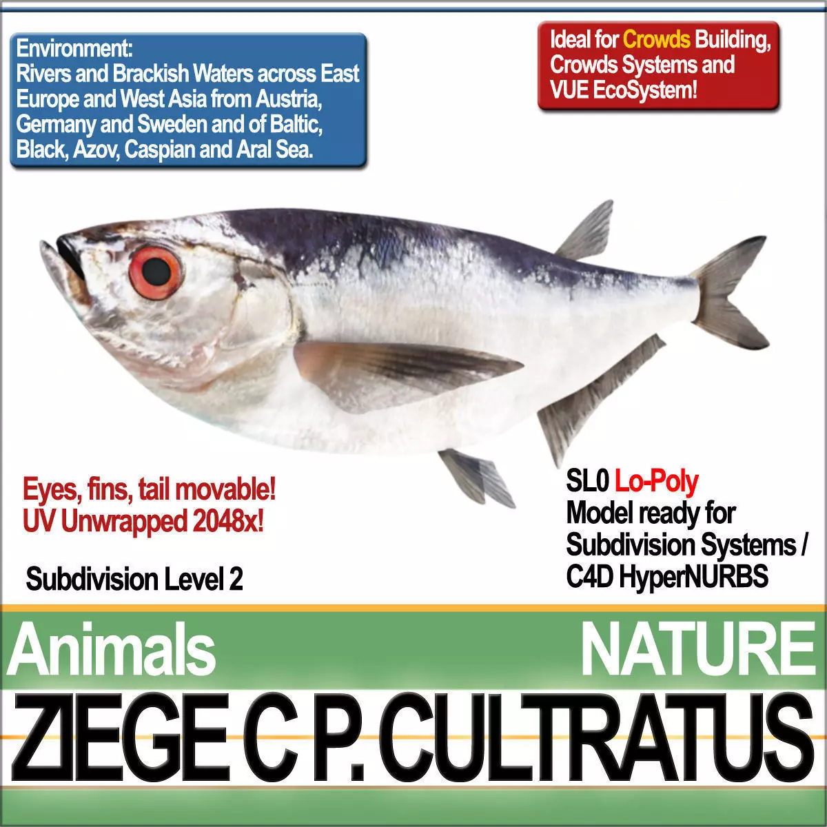 Ziege C zege cp cultivatus 3D model_0