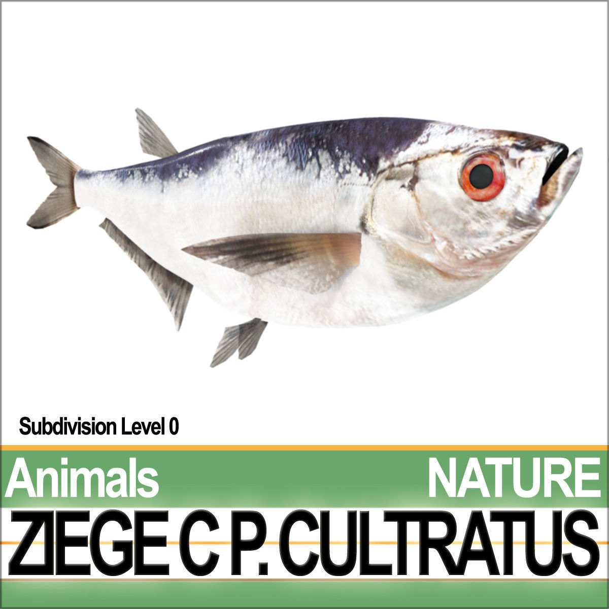 Ziege C zege cp cultivatus 3D model_3