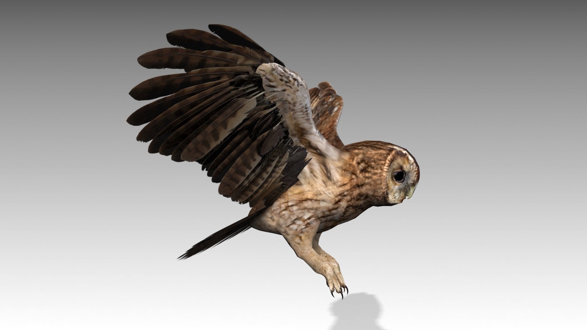 Tawny Owl Low-poly 3D model_5