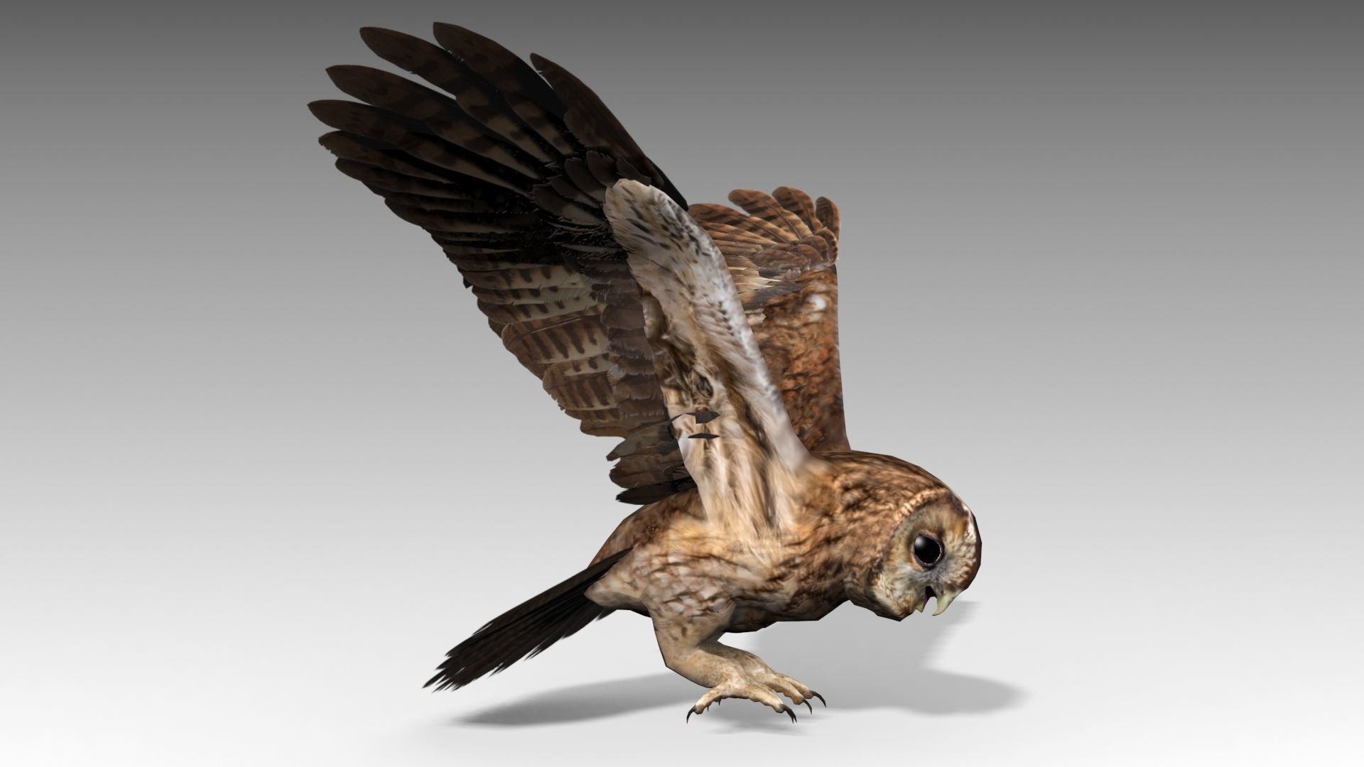 Tawny Owl Low-poly 3D model_7