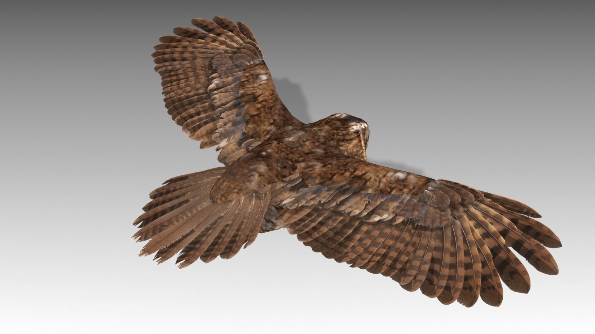 Tawny Owl Low-poly 3D model_9