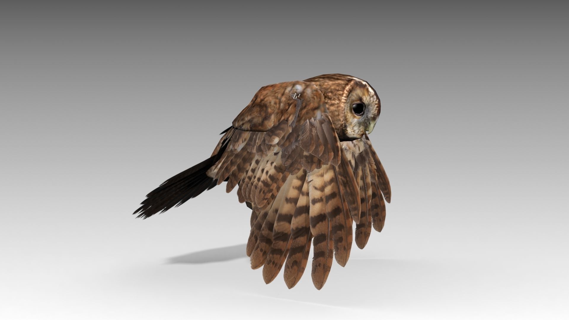 Tawny Owl Low-poly 3D model_6