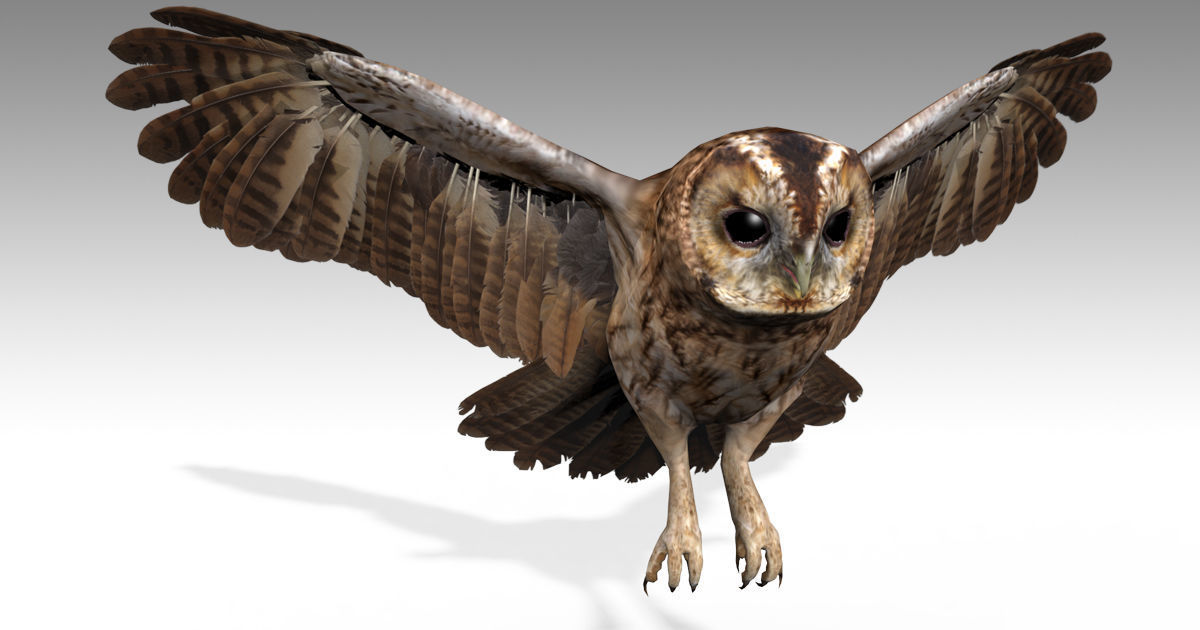 Tawny Owl Low-poly 3D model_2