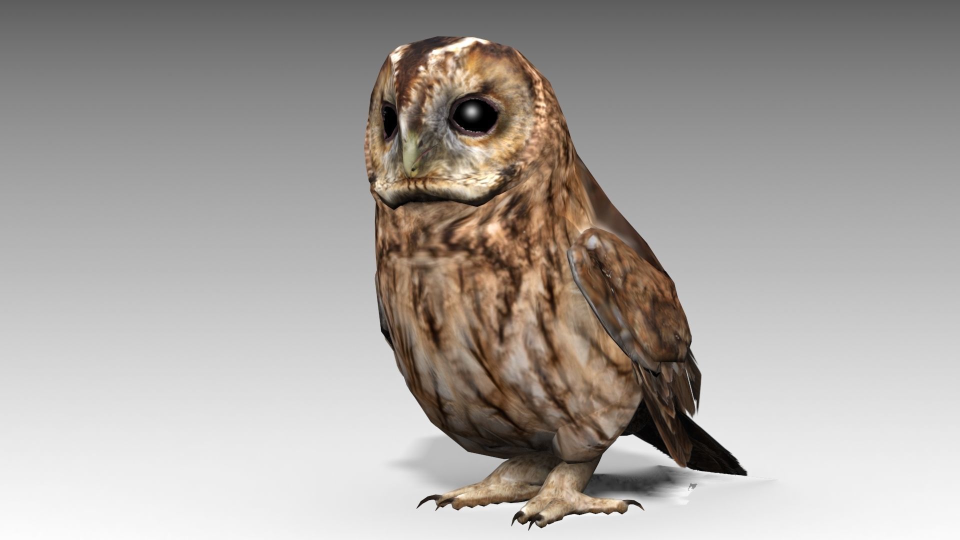 Tawny Owl Low-poly 3D model_13