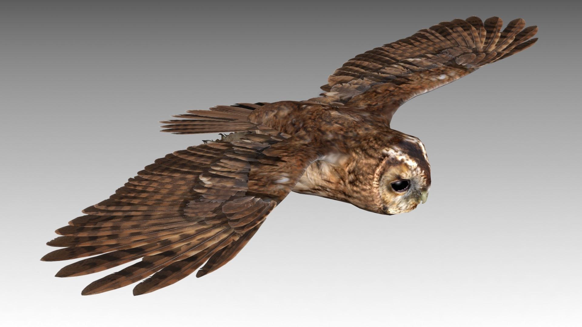 Tawny Owl Low-poly 3D model_10
