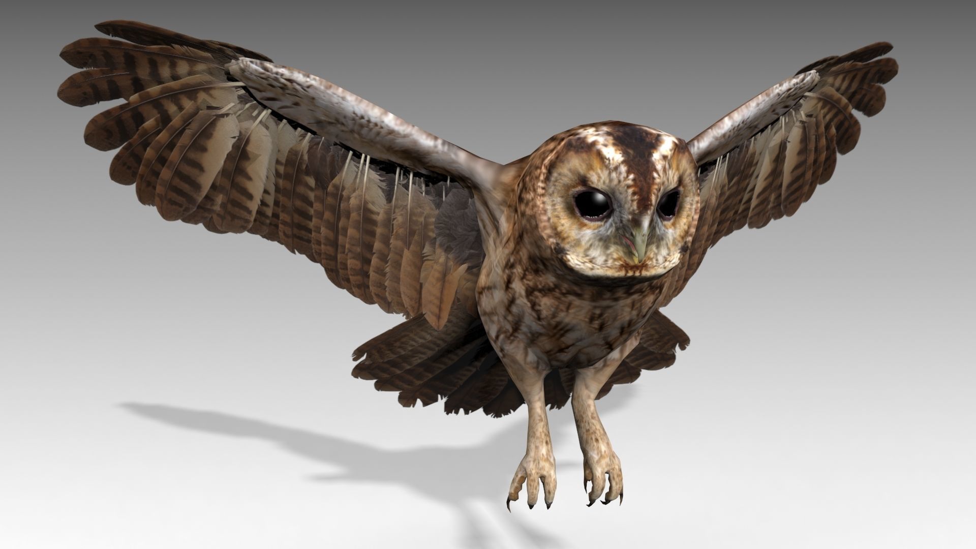 Tawny Owl Low-poly 3D model_11