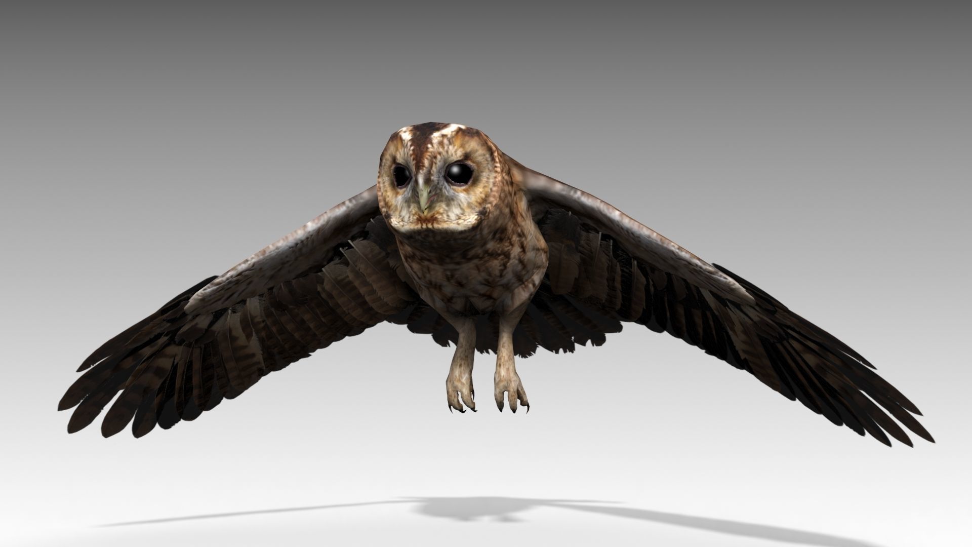 Tawny Owl Low-poly 3D model_8