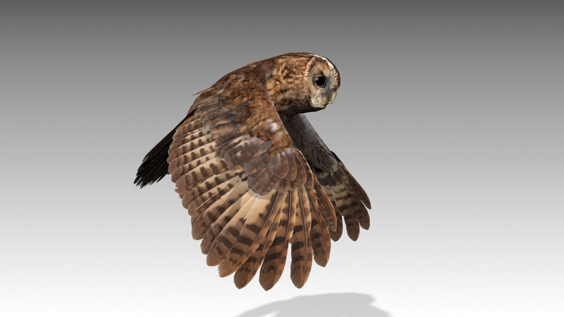 Tawny Owl Low-poly 3D model_3
