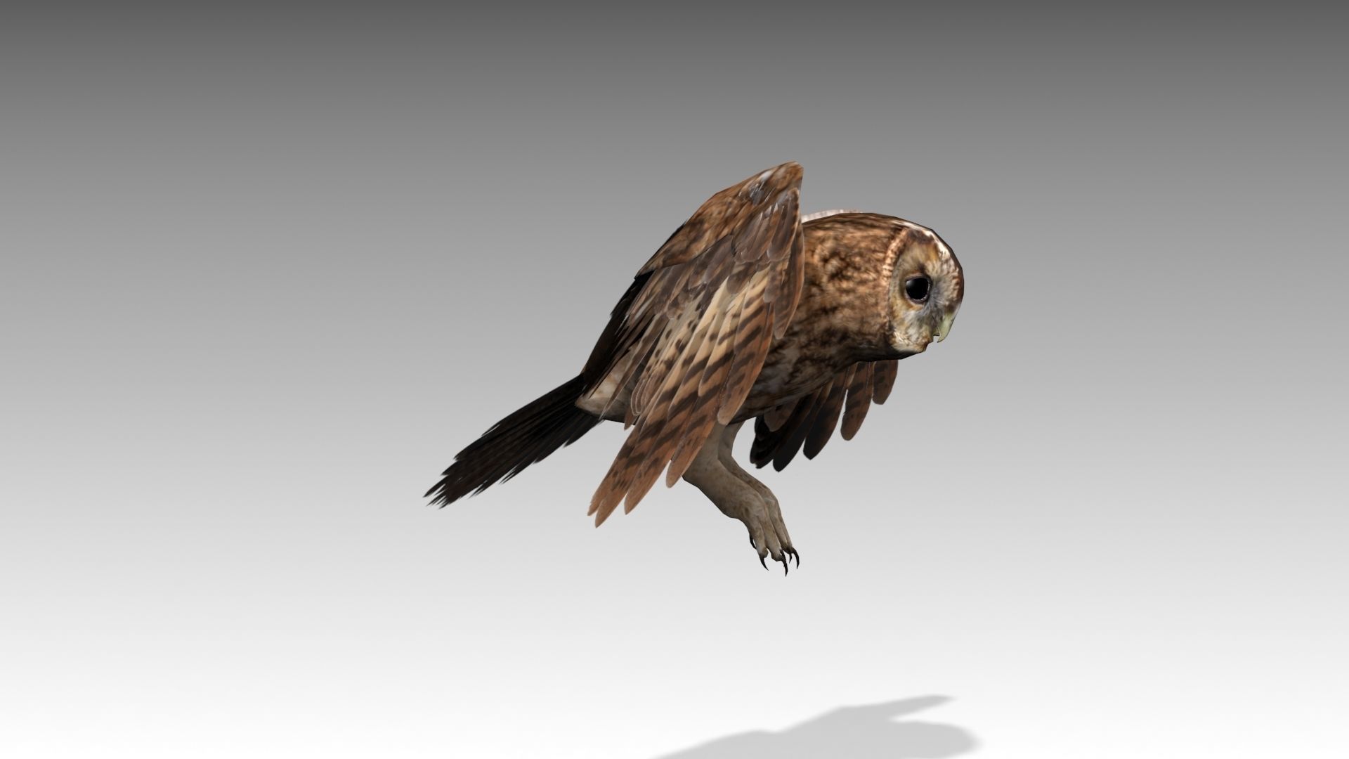 Tawny Owl Low-poly 3D model_4