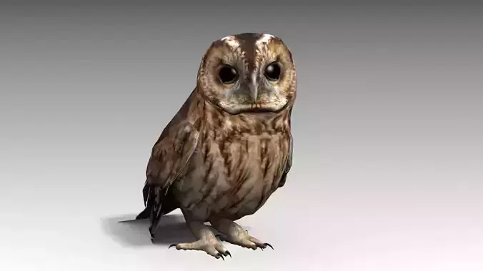 Tawny Owl Low-poly 3D model