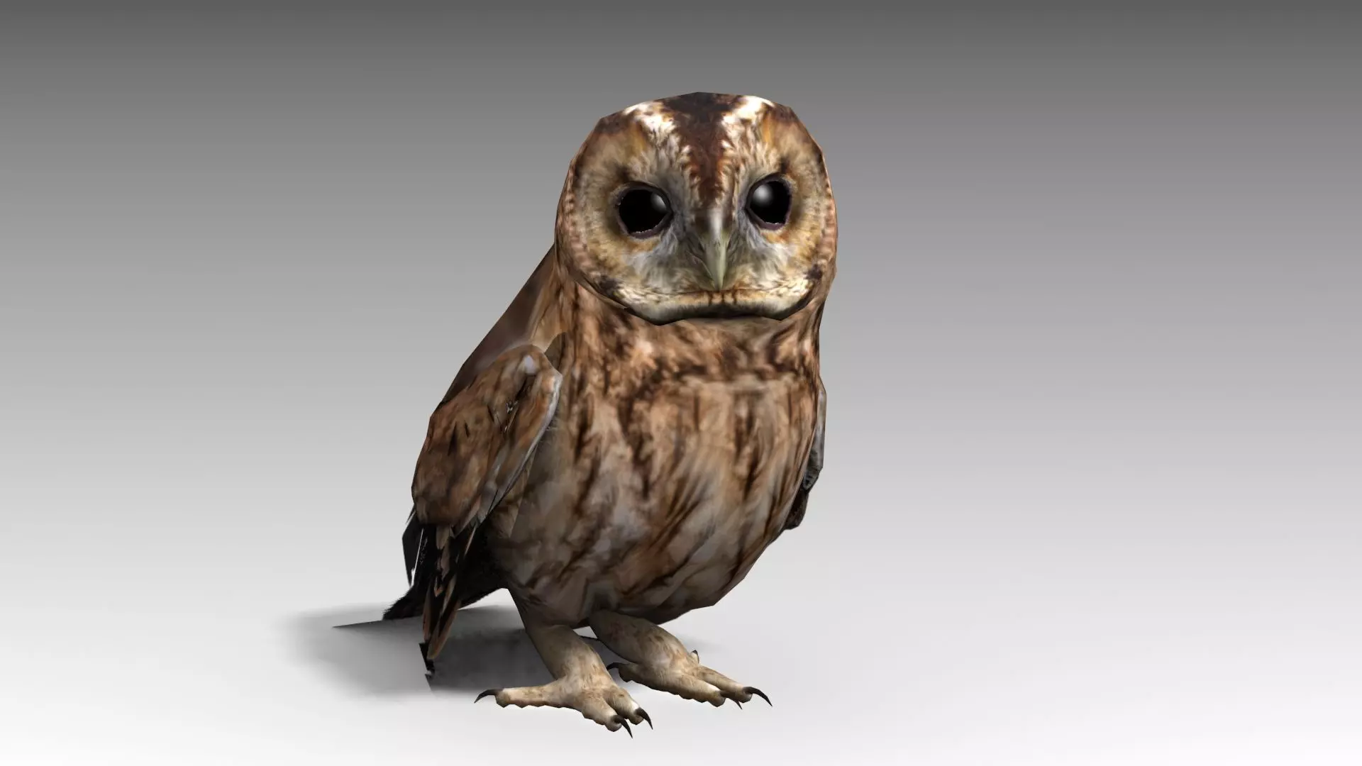 Tawny Owl Low-poly 3D model_0