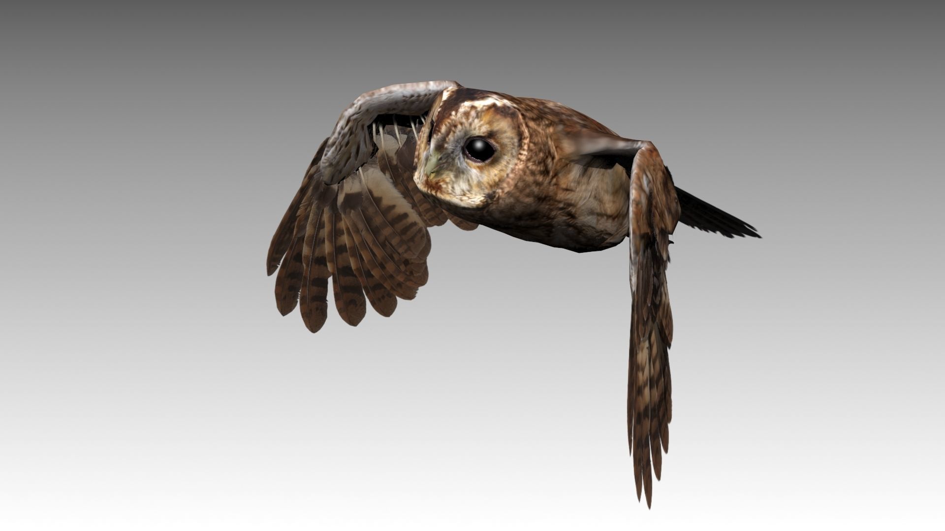 Tawny Owl Low-poly 3D model_12