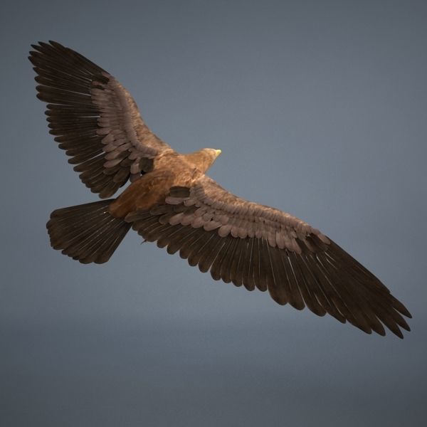 Eagle in flight 3D model_4