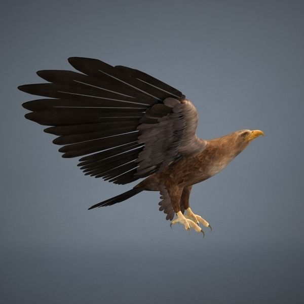Eagle in flight 3D model_2