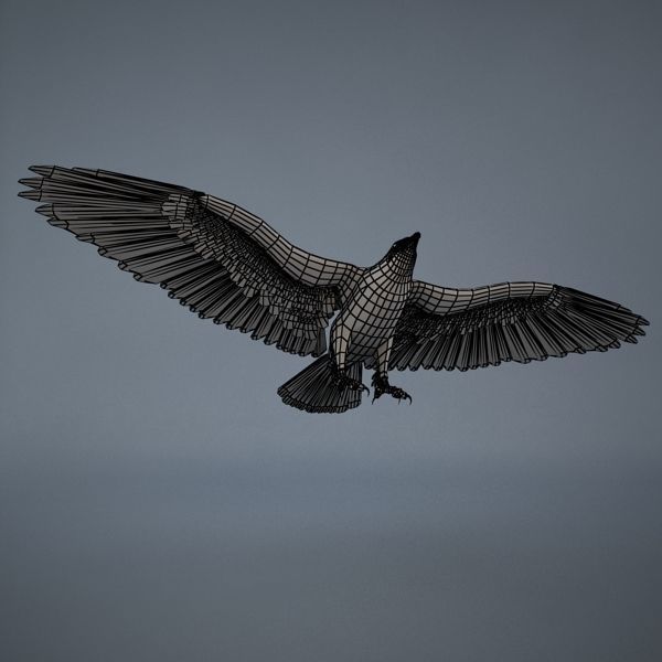 Eagle in flight 3D model_7