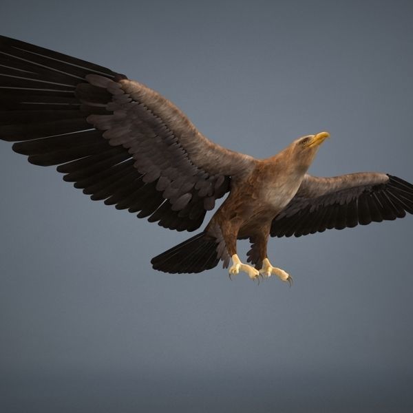 Eagle in flight 3D model_1