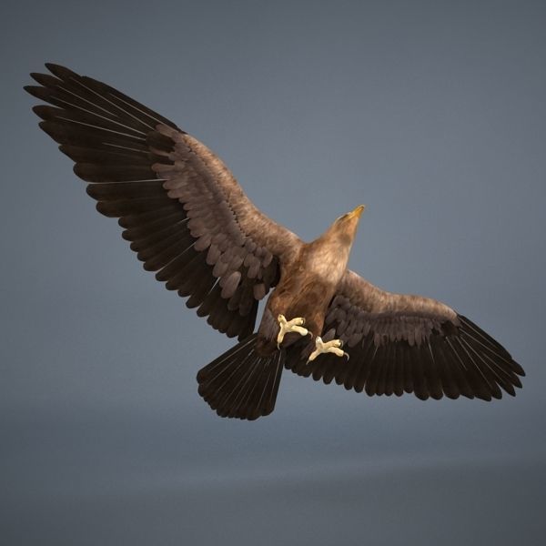 Eagle in flight 3D model_3