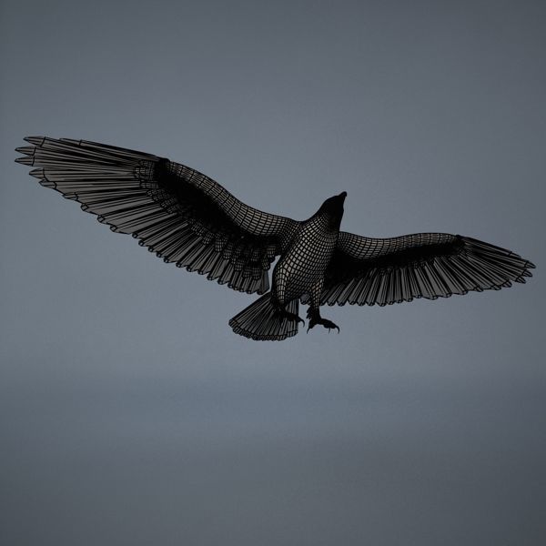 Eagle in flight 3D model_6