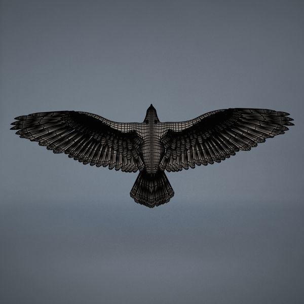 Eagle in flight 3D model_9