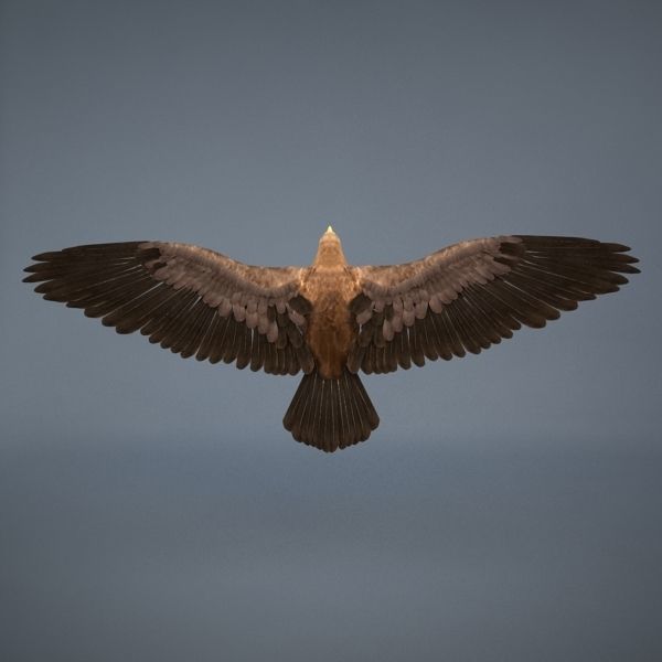 Eagle in flight 3D model_5