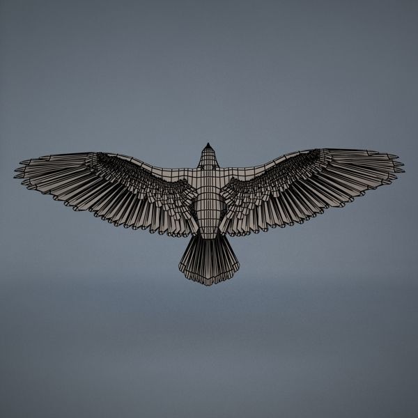 Eagle in flight 3D model_8