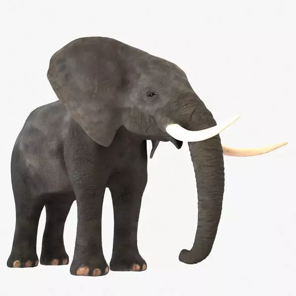 Elephant with long tusks 3D model_0