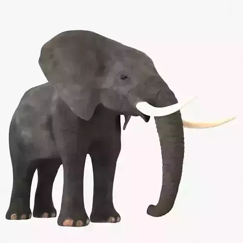 Elephant with long tusks