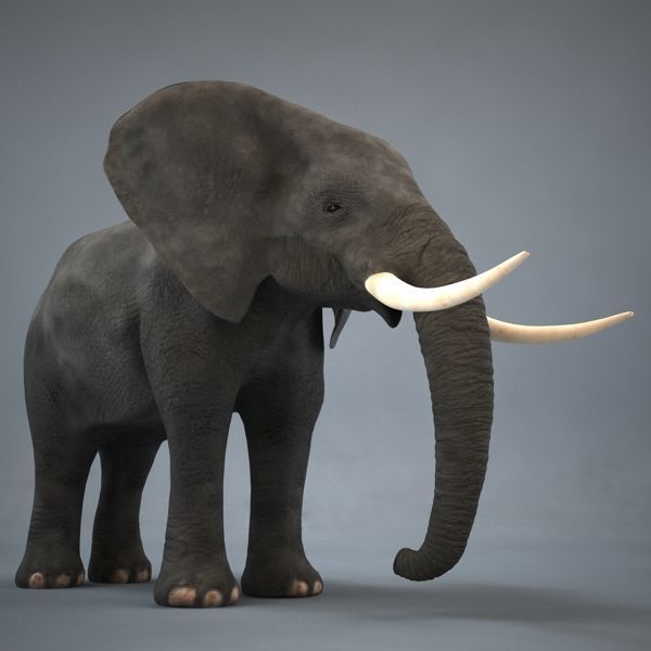 Elephant with long tusks 3D model_1