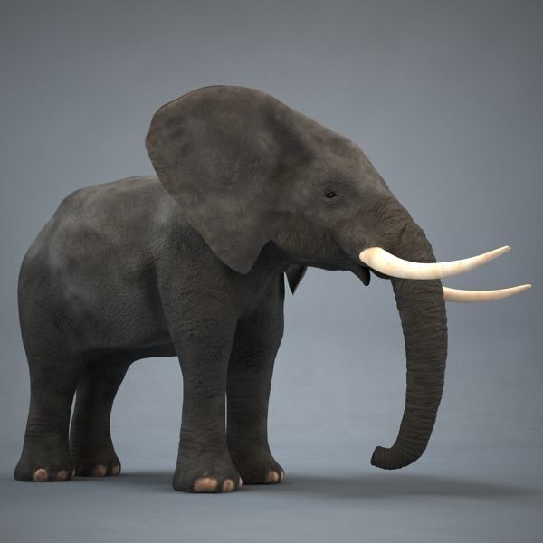 Elephant with long tusks 3D model_2