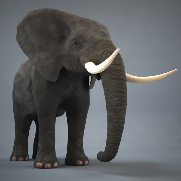 Elephant with long tusks 3D model_3