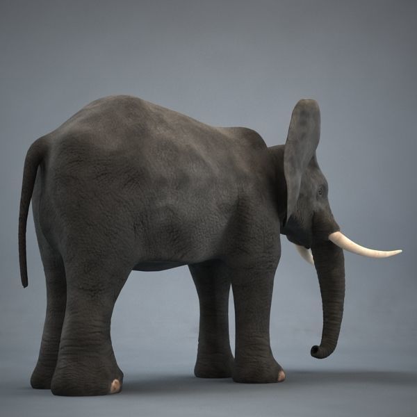 Elephant with long tusks 3D model_5