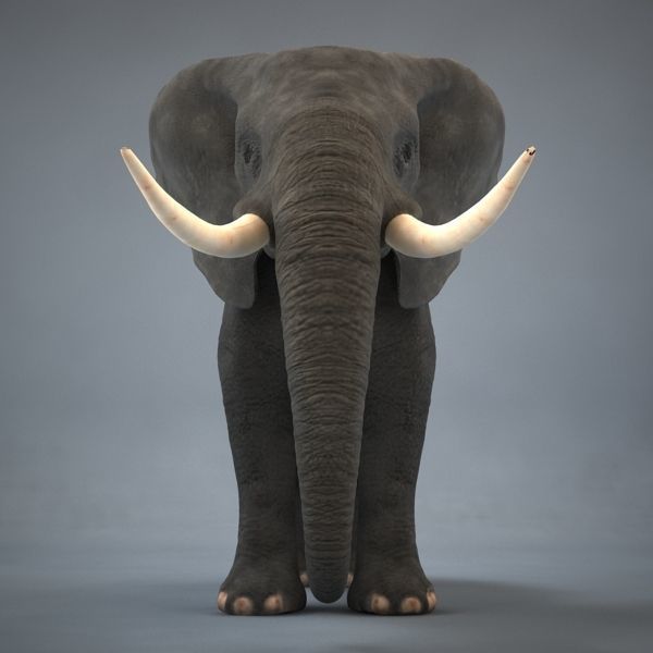 Elephant with long tusks 3D model_4