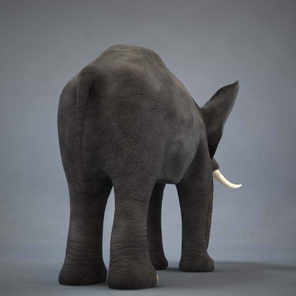 Elephant with long tusks 3D model_6