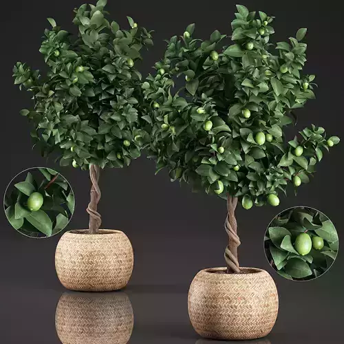 Lemon Tree for the interior in basket 637 3D model