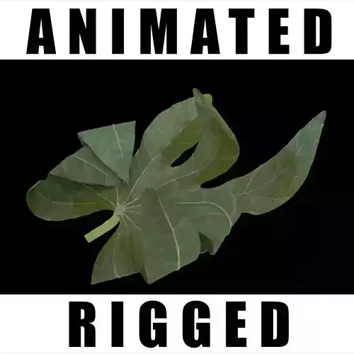 Acer Nigrum 3D model