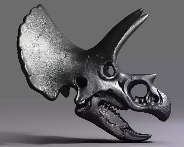 Triceratops Skull Free 3D print model