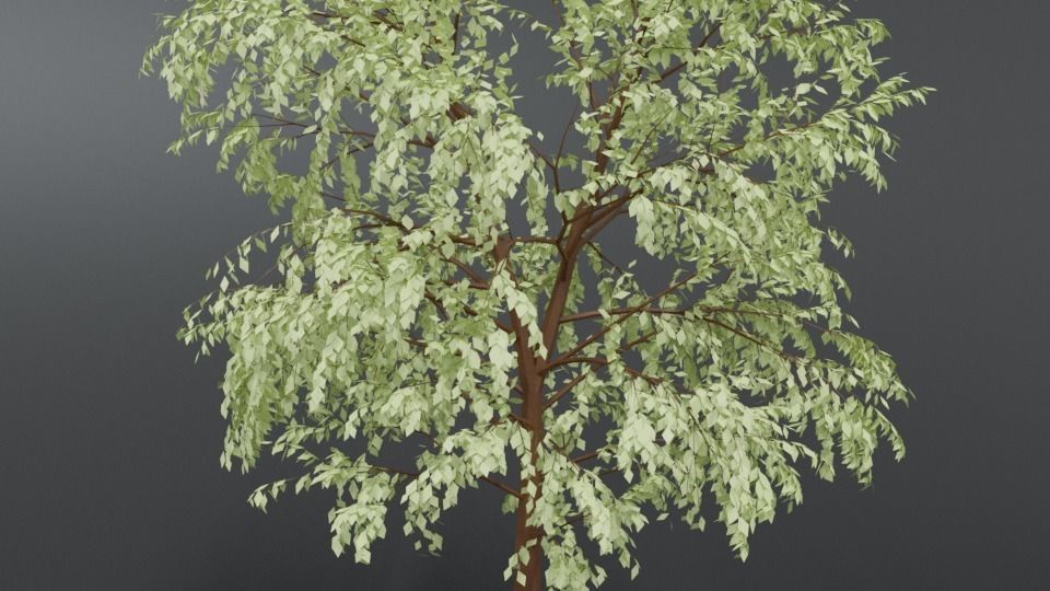 Cartoon Tree 3D model_9