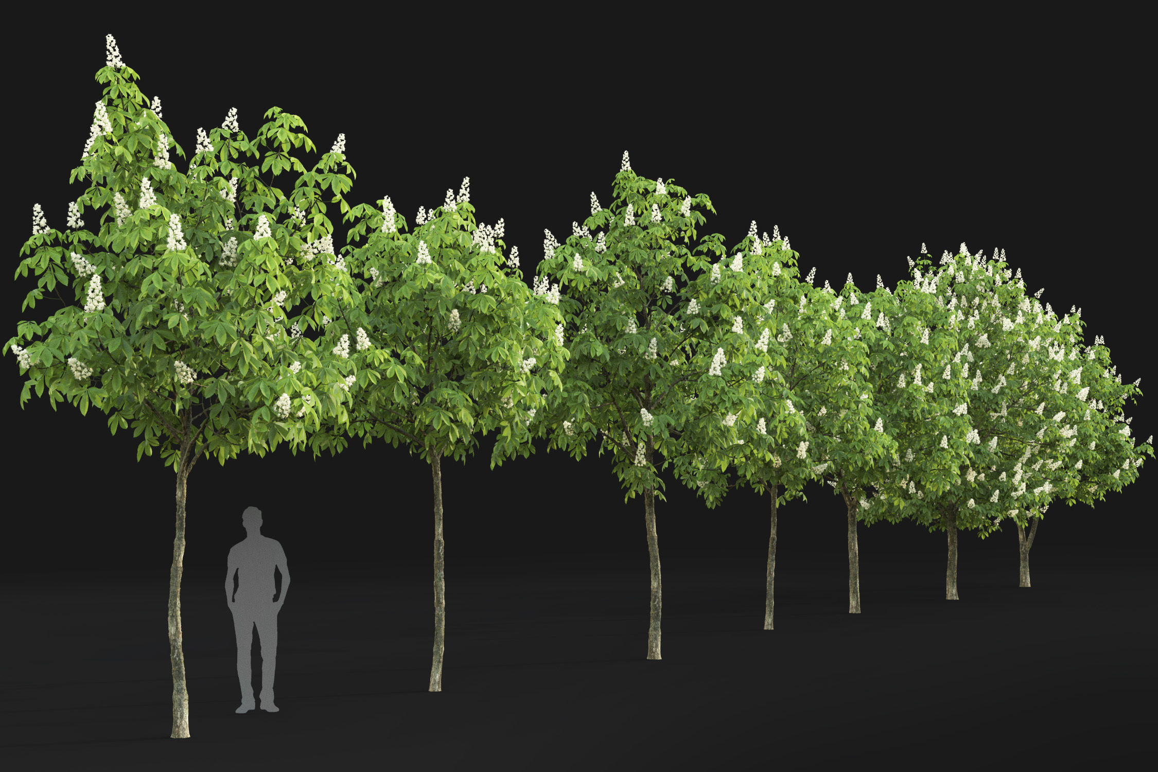 Chestnut-tree 01 H5-6m 3D model_8