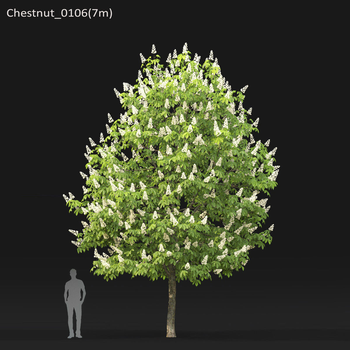 Chestnut-tree 01 H5-6m 3D model_6