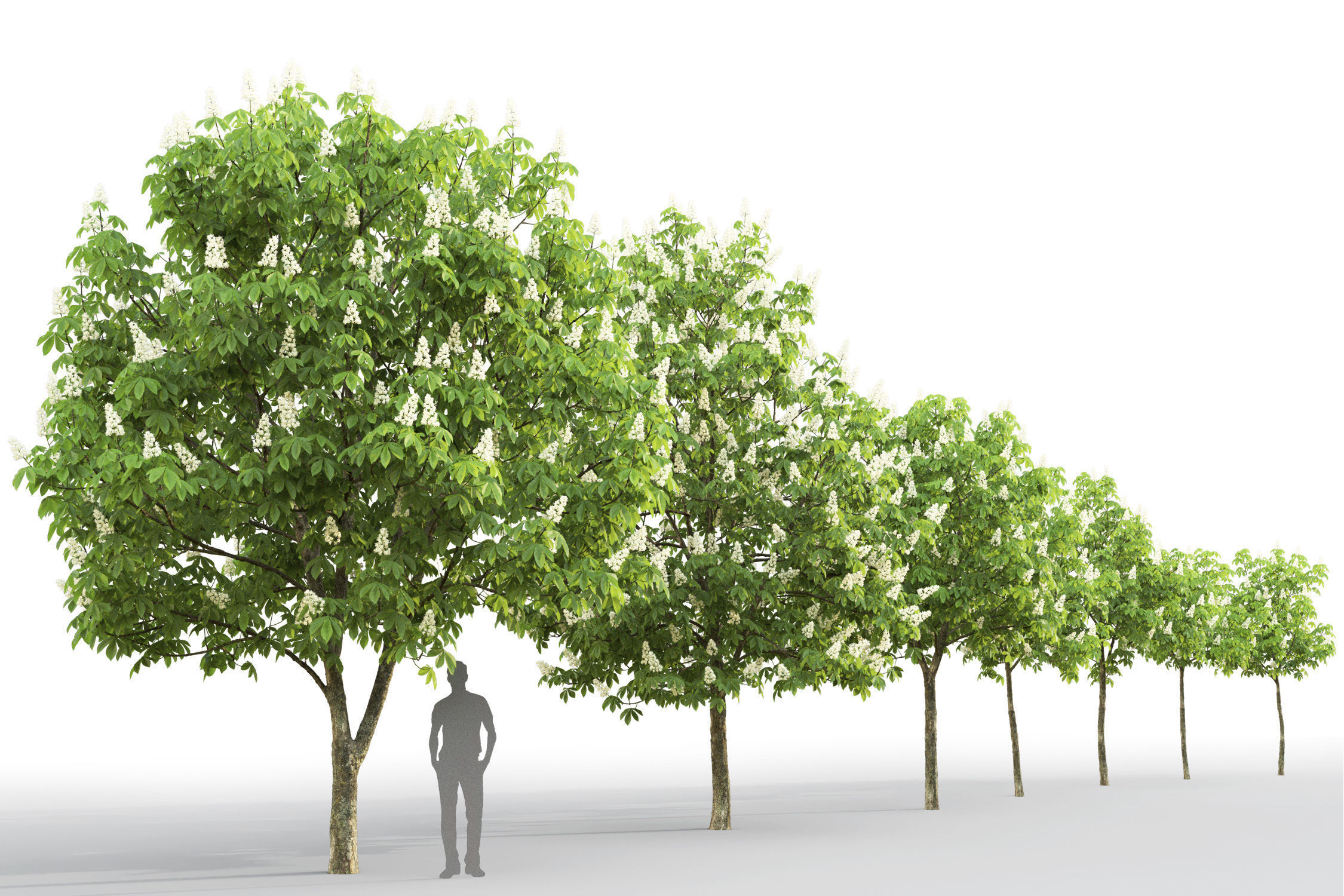 Chestnut-tree 01 H5-6m 3D model_11