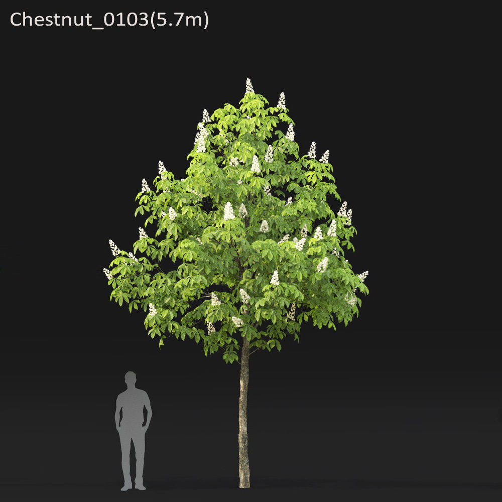 Chestnut-tree 01 H5-6m 3D model_3