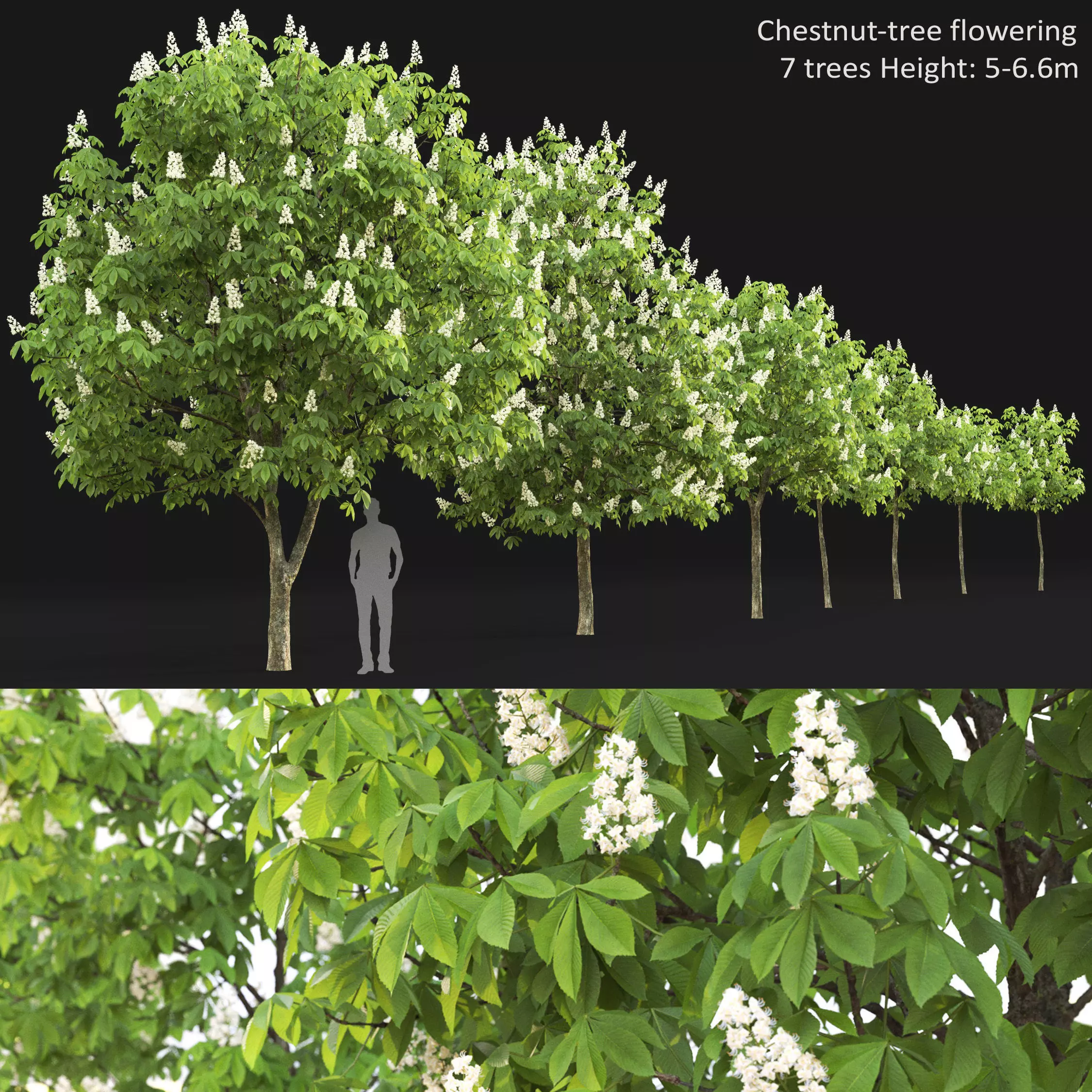 Chestnut-tree 01 H5-6m 3D model_0