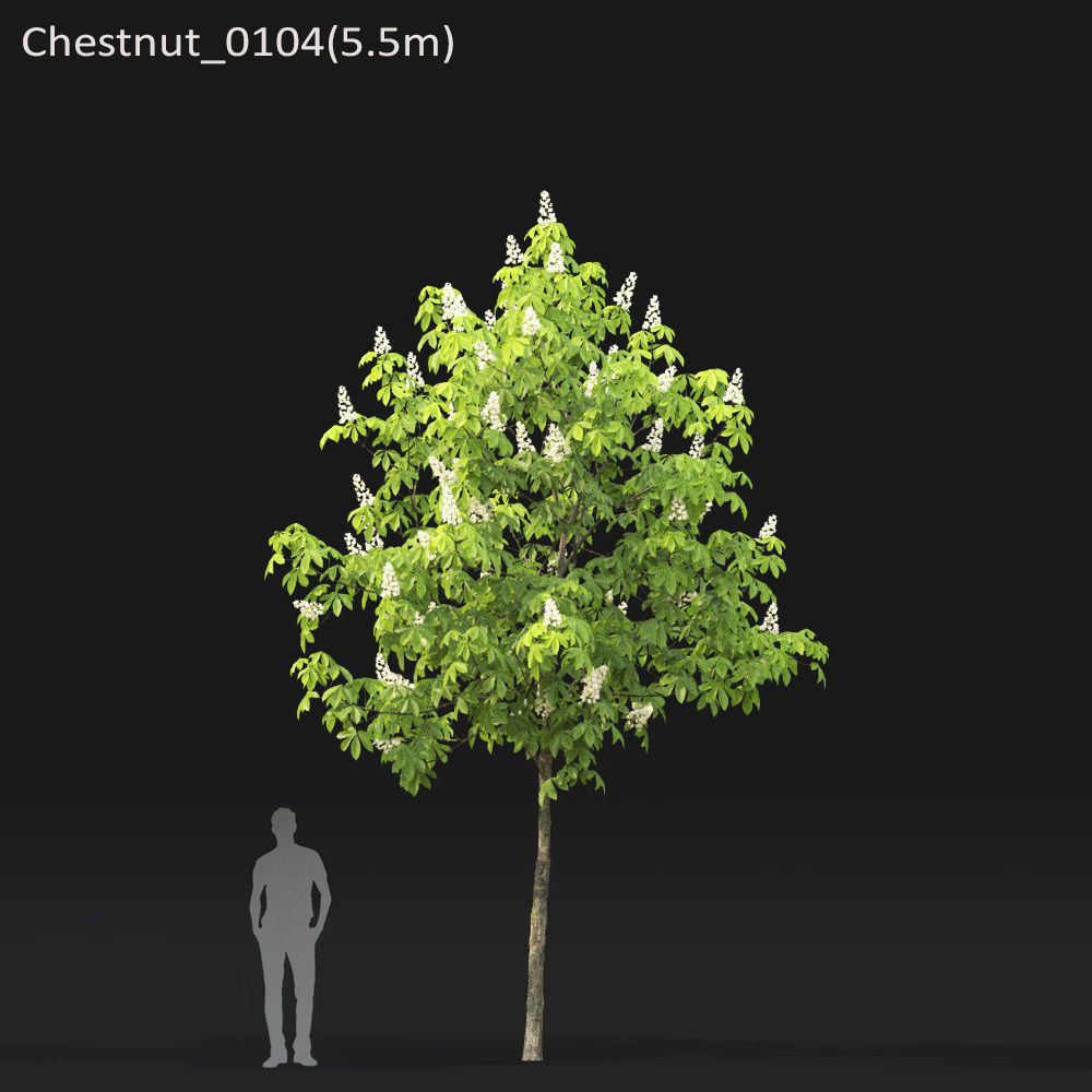 Chestnut-tree 01 H5-6m 3D model_4